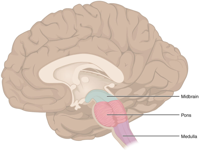 How is the medulla viewed?