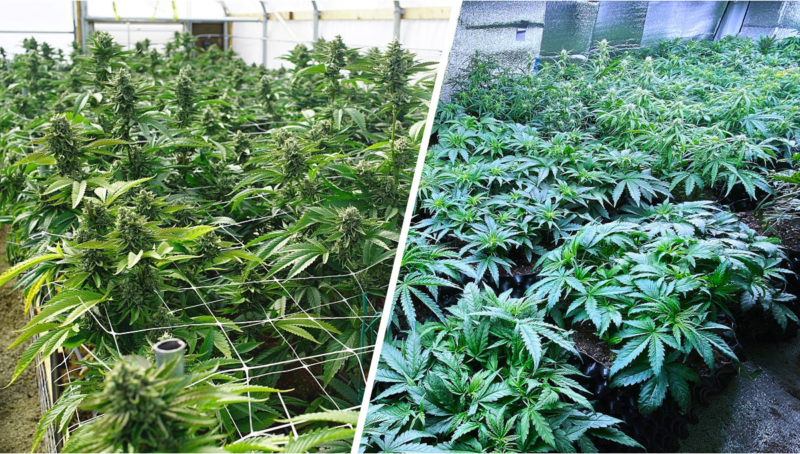 Benefits of Autoflowering In Cannabis Seed