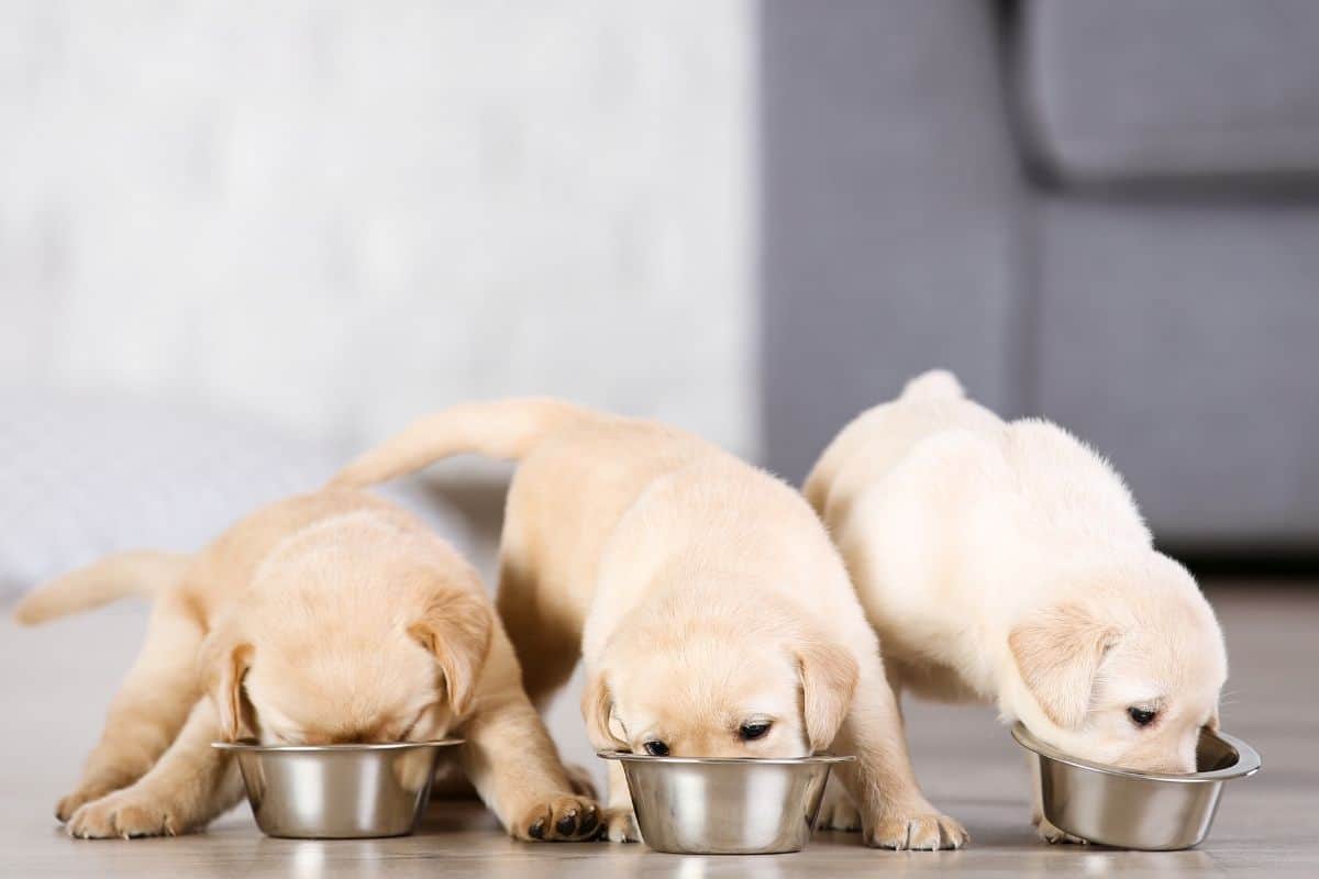 Diet Ideas For Fast-Growing Puppies