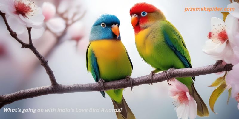 What's going on with India's Love Bird Awards?