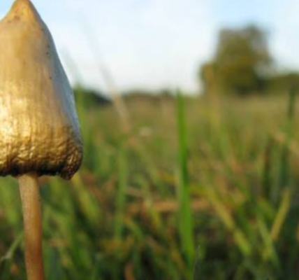 magical mushrooms