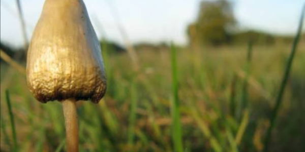 magical mushrooms