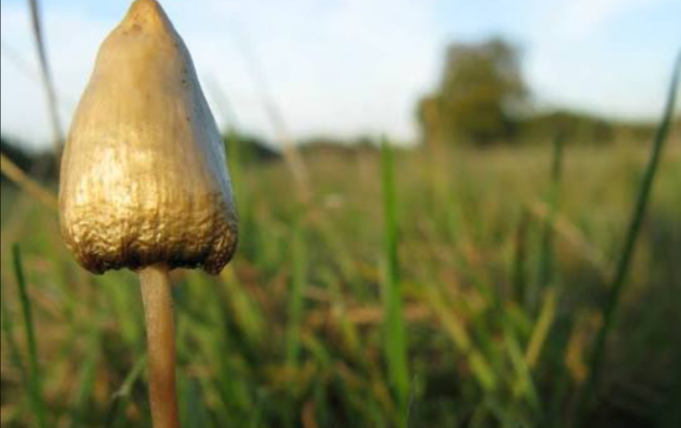 magical mushrooms
